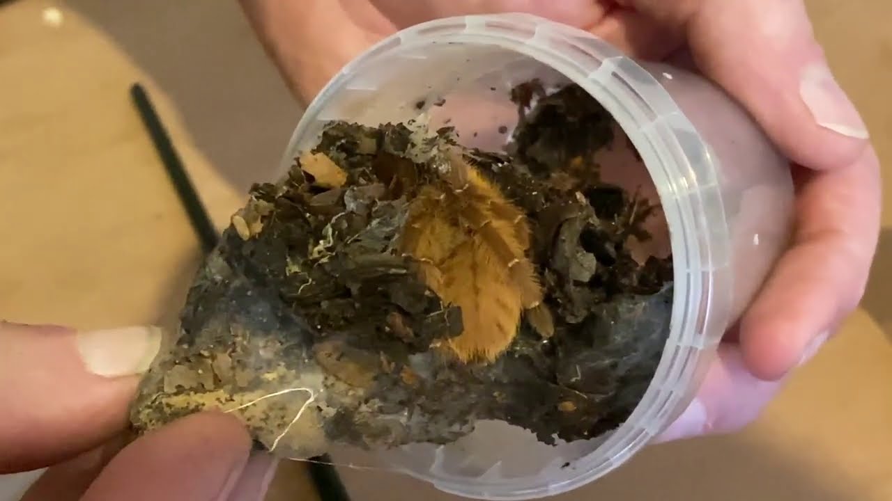 Phormingochilus sp  rufus  Re-house