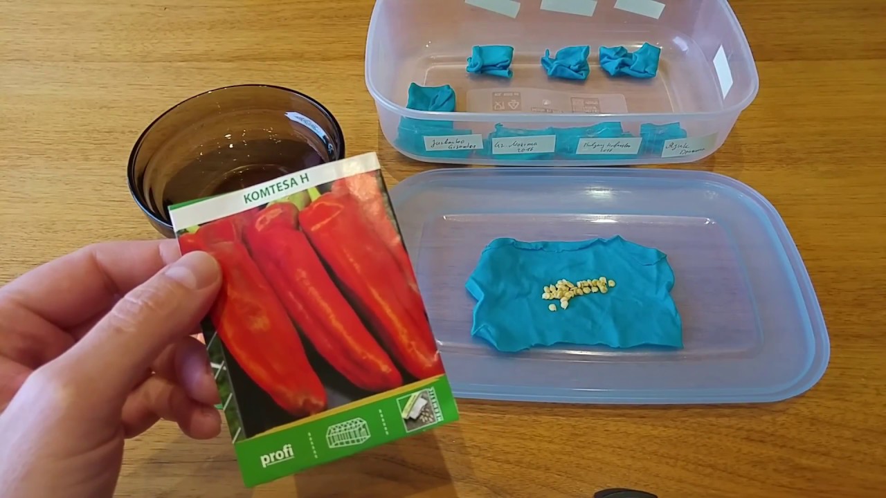 Daiginame paprikas.
