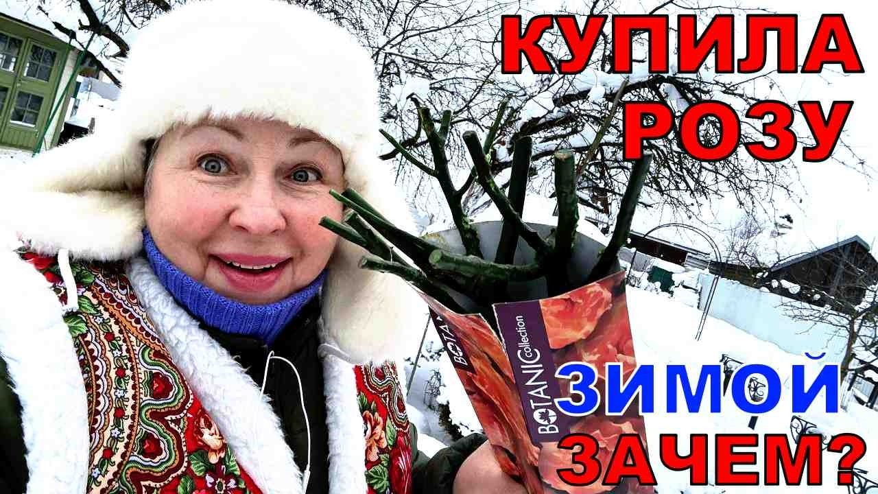 А как сохранить розу в коробке, если вы купили ее зимой? Мой проверенный способ