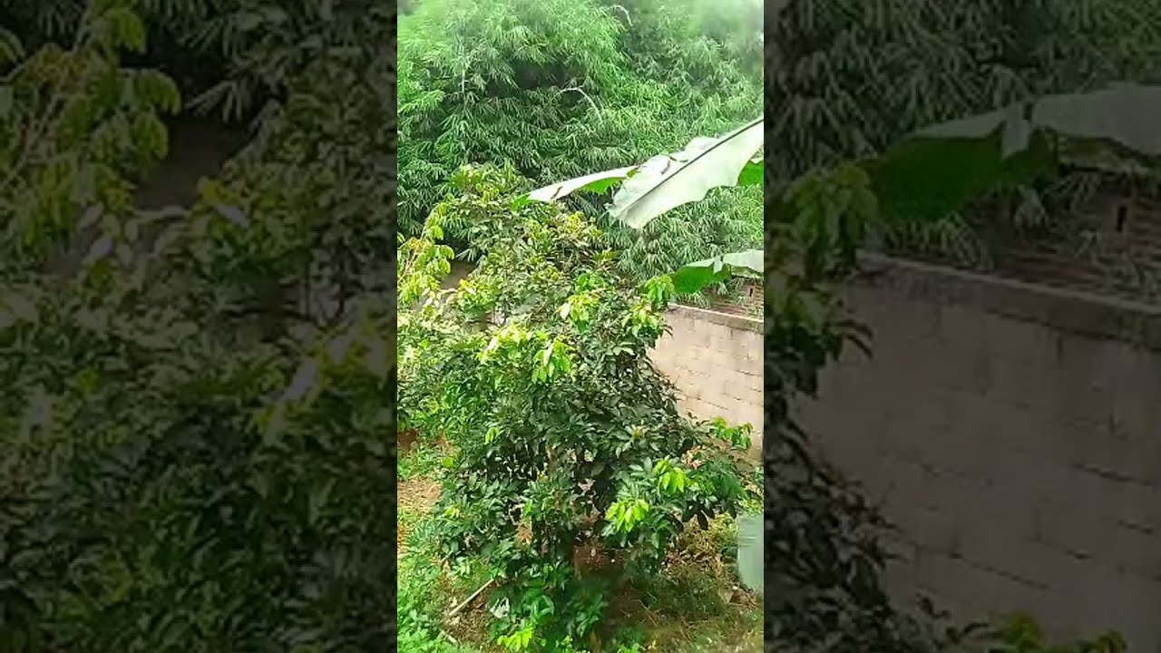 Suasana Alam di Kebun | Udara Sejuk Tenang 