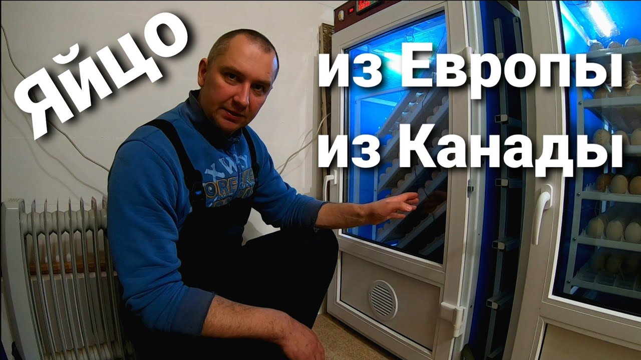 ИМПОРТНОЕ ЯЙЦО В ОТЕЧЕСТВЕННЫЙ ИНКУБАТОР / РАЗБРОС ТЕМПЕРАТУРЫ В ИНКУБАТОРЕ / КАЧЕСТВО ЯЙЦА