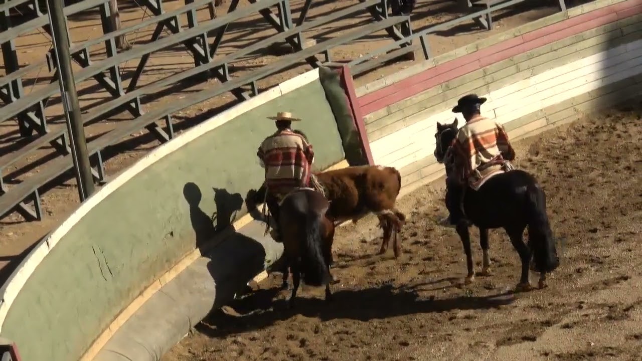 1ERA SERIE LIBRE RODEO CLUB PICHILEMU ASOCIACIÓN CARDENAL CARO TEMPORADA 2025 2026