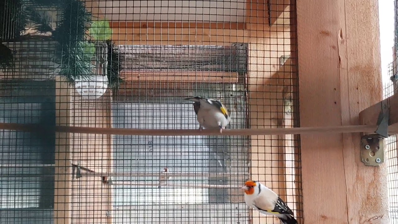 Carduelis Major-Classic/satinet x eumo
