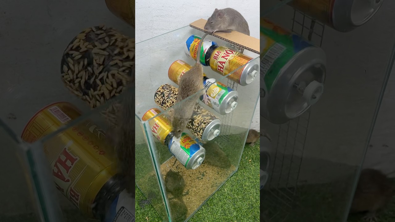 Rat trap/10 Best Mouse Traps in the World #mouse #rattrap
