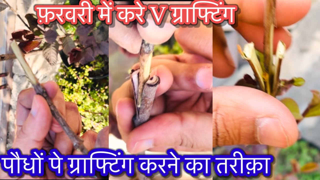 फ़रवरी में अमरूद के पौधे मे करे ग्राफ्टिंग/अमरूद मे ग्राफ्टिंग कैसे होती है/Guava Grafting Best Time