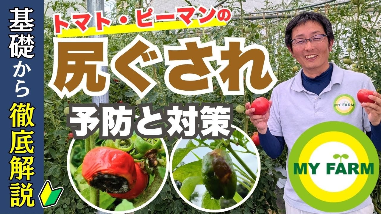 トマトの「尻ぐされ」予防と対策を基礎から徹底解説します│モリミサと学ぶ有機栽培