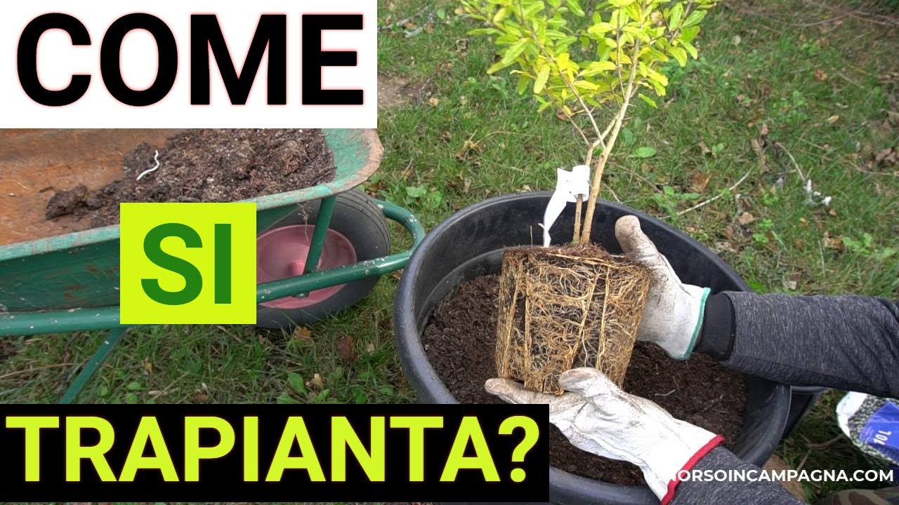 Come trapiantare un melograno in vaso! Tutte le fasi!