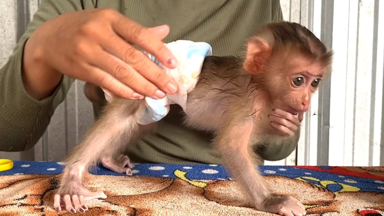 Amazing!! Mom puts diaper on cute baby monkey LIORA after bath