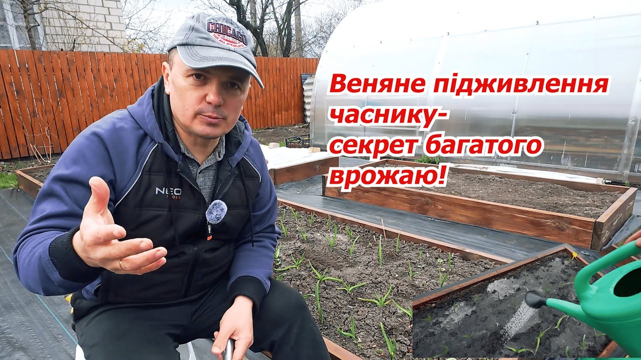 Живильний елексір для часнику- перше весняне підживлення!