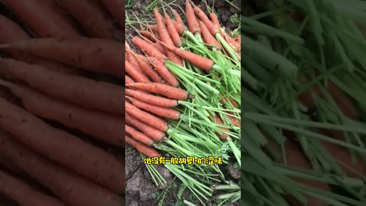 carrot seeds-vegetable flower seeds--suntoday seeds