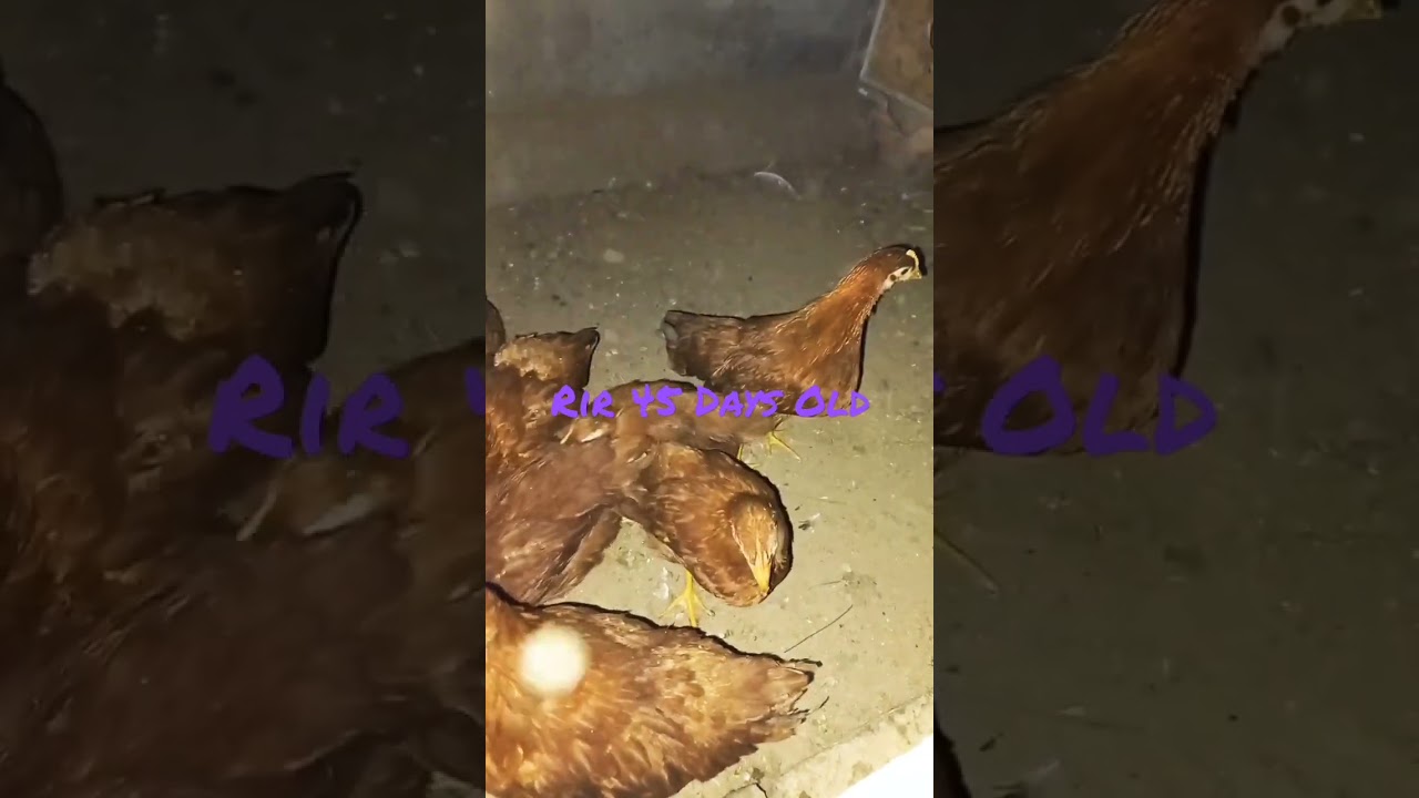 45 Days Old Rir . #birdsshoqeen #beginners #birdsmarketmultan #goldenmisrichicks #rirchicks