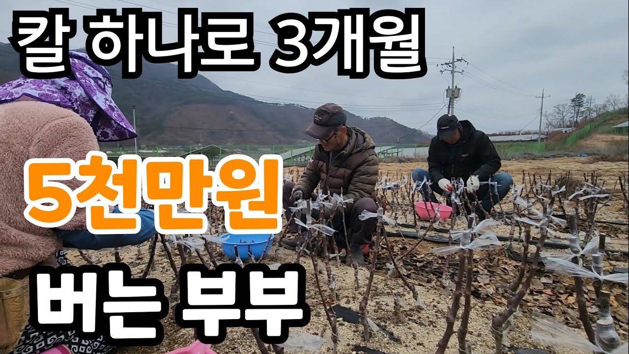 칼하나로 3개월에 5천만원 버는 부부  옥천 중앙농원 사과나무 접목