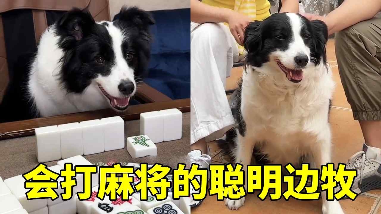 成都不愧是麻将城市，连边牧都会打麻将还会杠？没想到连耍赖不给钱都学会了！【疯产姐妹】
