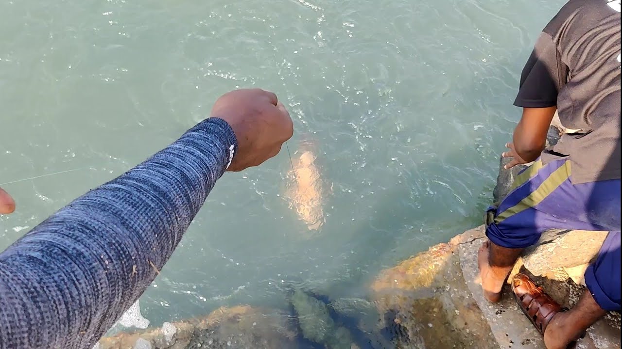 Aggressive Fish Attacks a Live Bait 🐟 #fishing #fishingvideos