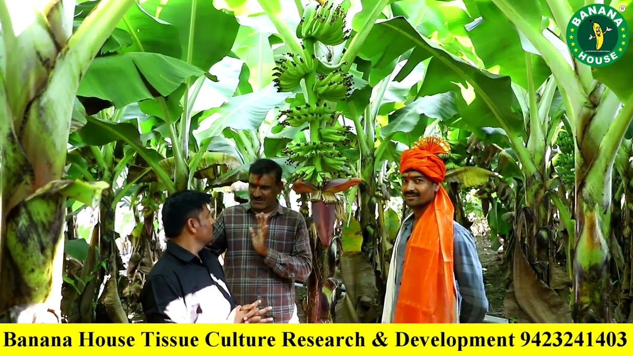 बनाना हाऊस टीश्यूकल्चर जळगाव केळी रोप Banana House tissueculture Jalgaon ಬನಾನಾ ಹೌಸ್ ಪಂಢರಪುರ