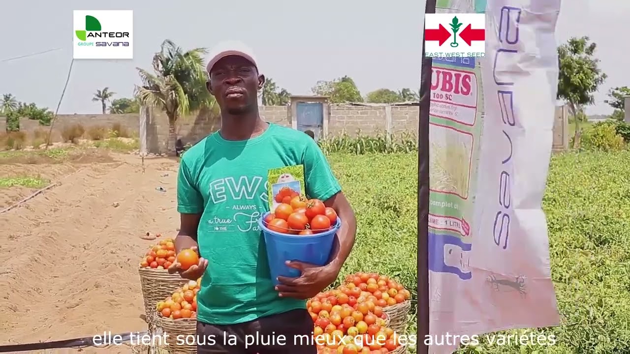 La varieté de tomate 🍅 DIVA F1 de EWS en récolte au sud Togo