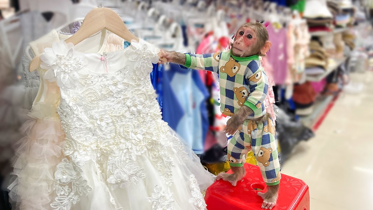 Cubis goes shopping to buy a new dress for his brother Cutis!