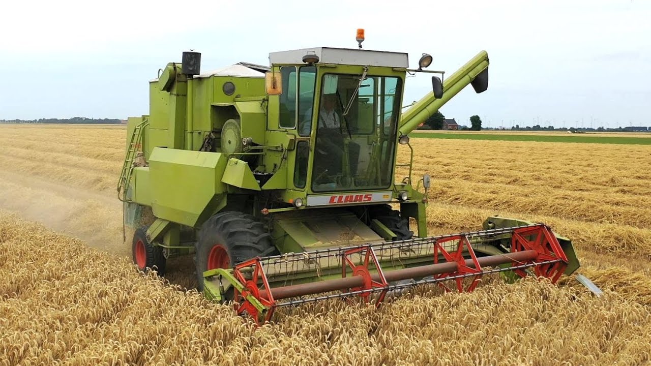 Wintertarwe combinen met CLAAS Dominator 85 Akkerb.Weeke  Nieuw-Scheemda.