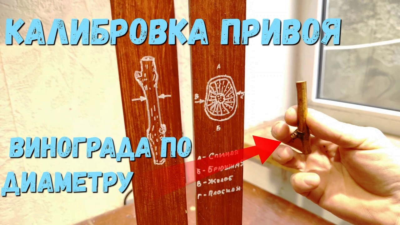 Калибровка привоя винограда по диаметру.