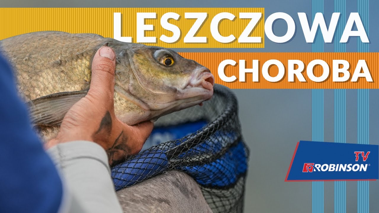 Co lubią leszcze? Jak łowić duże leszcze w lipcu i sierpniu? ROBINSONVLOG 77