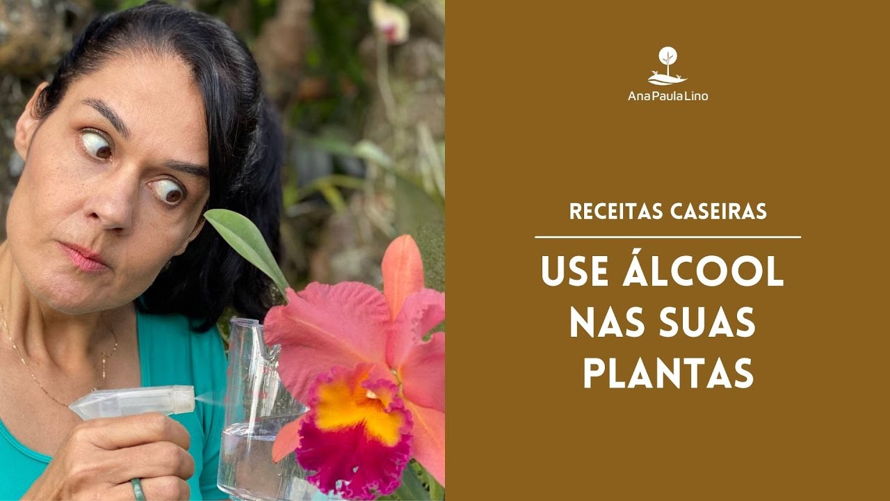 RECEITAS CASEIRAS: Como usar álcool nas suas plantas