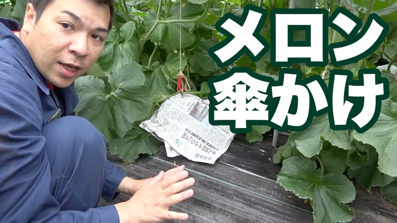 メロンの傘かけ（きれいな玉の作り方）贈答用を作るプロのワザ