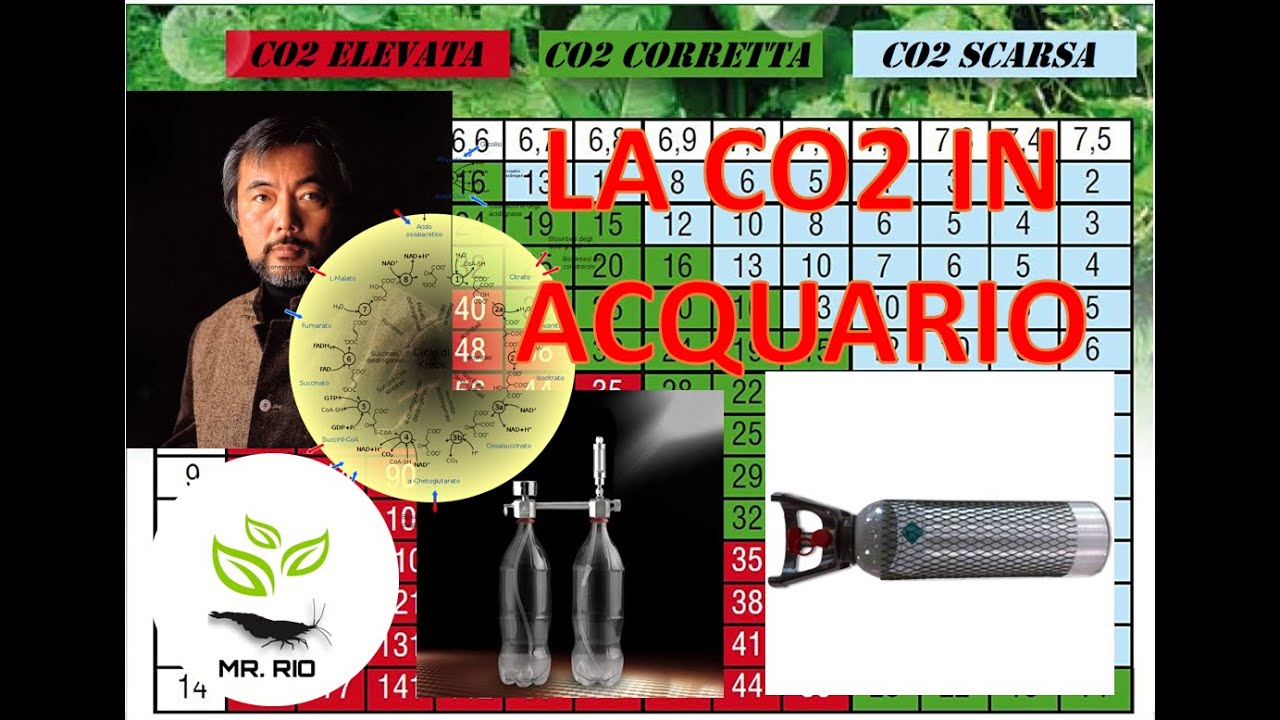 TUTTO sulla CO2 in acquario, come funziona e consigli, elettrovalvola si o no? Lievito e zucchero?