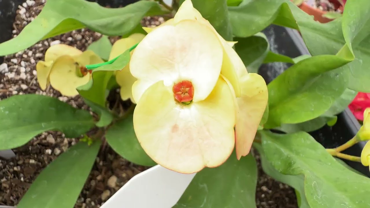 Jardin Para Mama: video # 2 de plantas  disponibles.