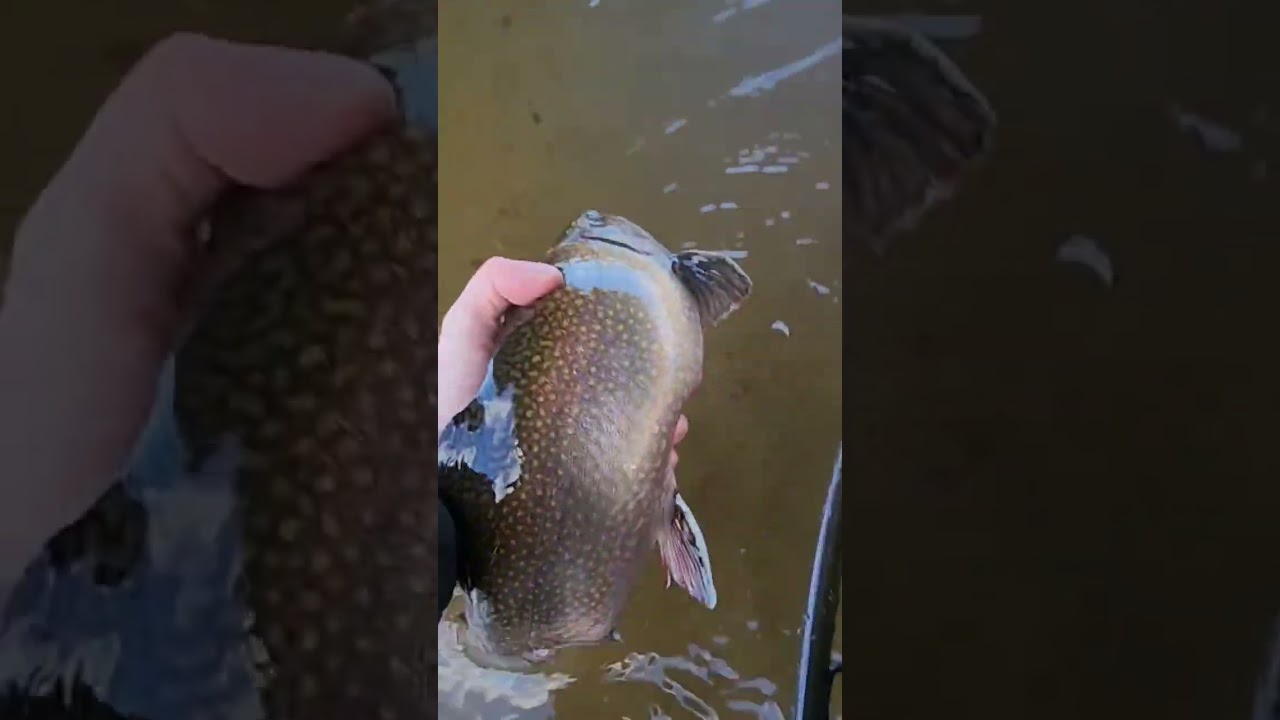 Monster Brook Trout NC Delayed Harvest