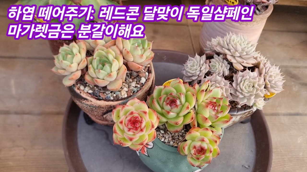 26.1.8 하엽떼어주기 레드콘 달맞이 독일샴페인 재클린 마가렛금은 분갈이해요 