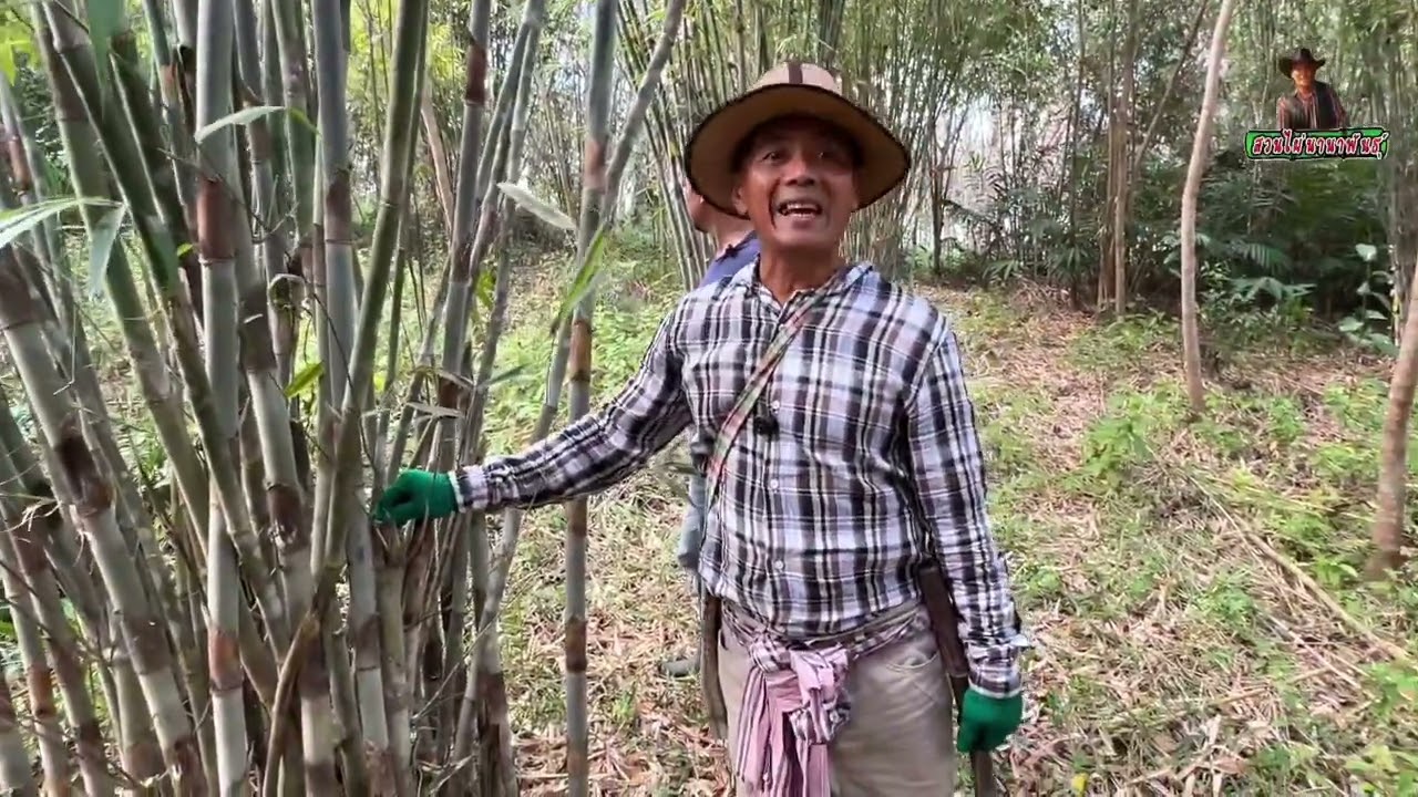 ไผ่ข้าวหลามกาบแดง…เผาทิ้งทุกวัน  จะปลูกยังไงให้ทันคนใช้  …