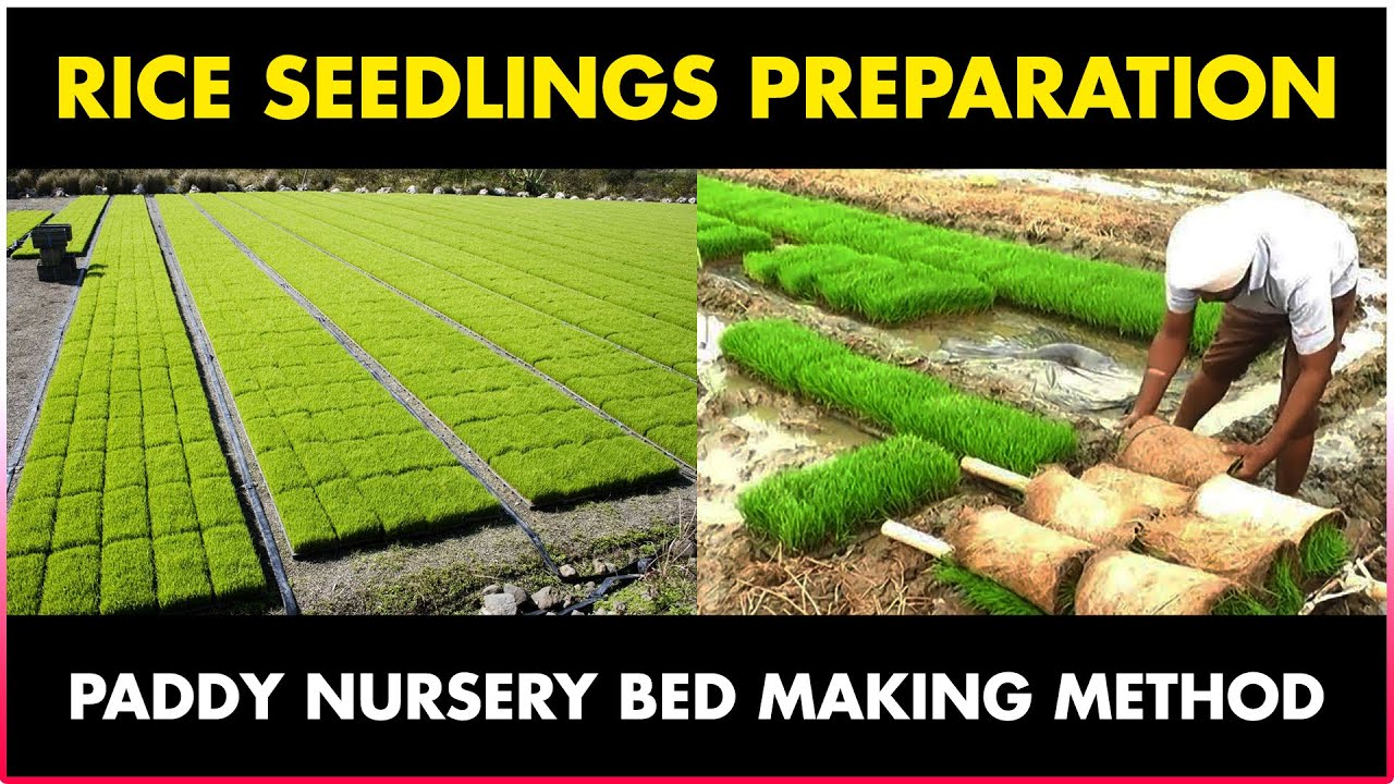 How to prepare RICE SEEDLINGS for Transplantation | Paddy / Rice Nursery Bed Preparation
