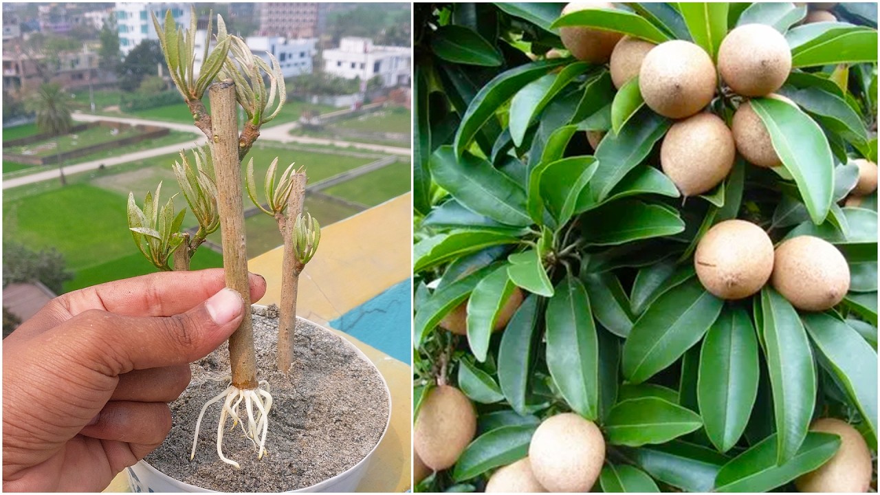 Learn to propagate chikoo fruit plant at home from stem | 100% Success tips