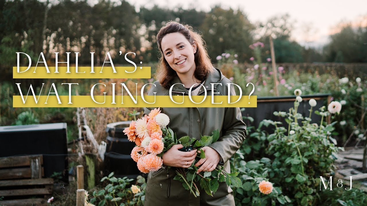 Wat ging wel én niet goed met de dahlia's dit jaar? - MAY & JUNE