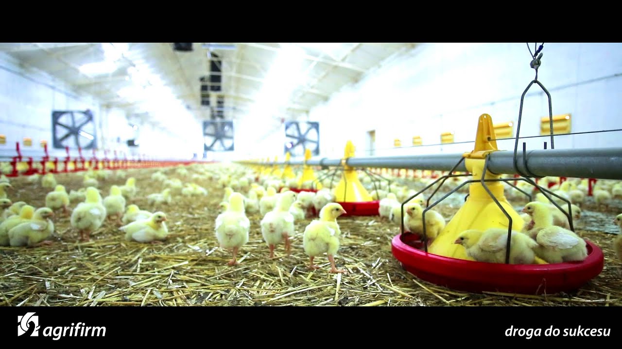 Agrifirm - możliwe dzięki polskim rolnikom (filet z kurczaka)