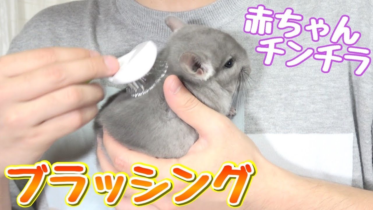 チンチラの赤ちゃんにブラッシングしたら気持ち良さそう