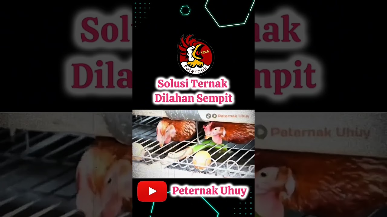 ternak ayam lahan sempit part 3 