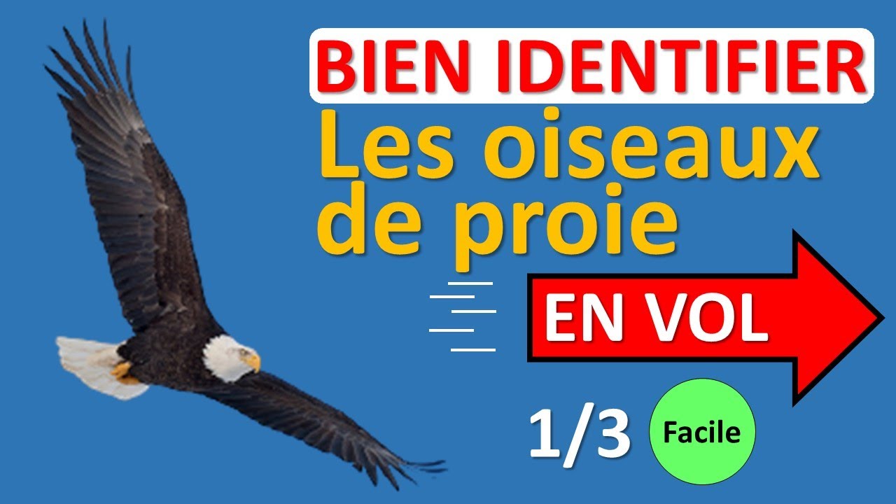 Oiseaux de proie en vol (1/3) – C’est quoi cet Oiseau? No 1