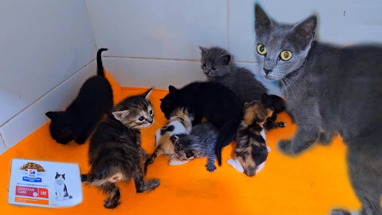 Grey mother cat have 8 kittens thanks me after changing blanket and feed her...