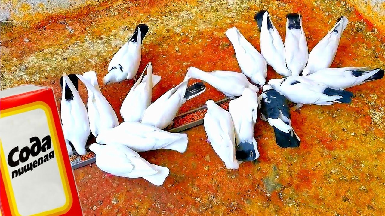 Ответ на комментарии! Говорят, сода калечит голубей. They say soda cripples pigeons?