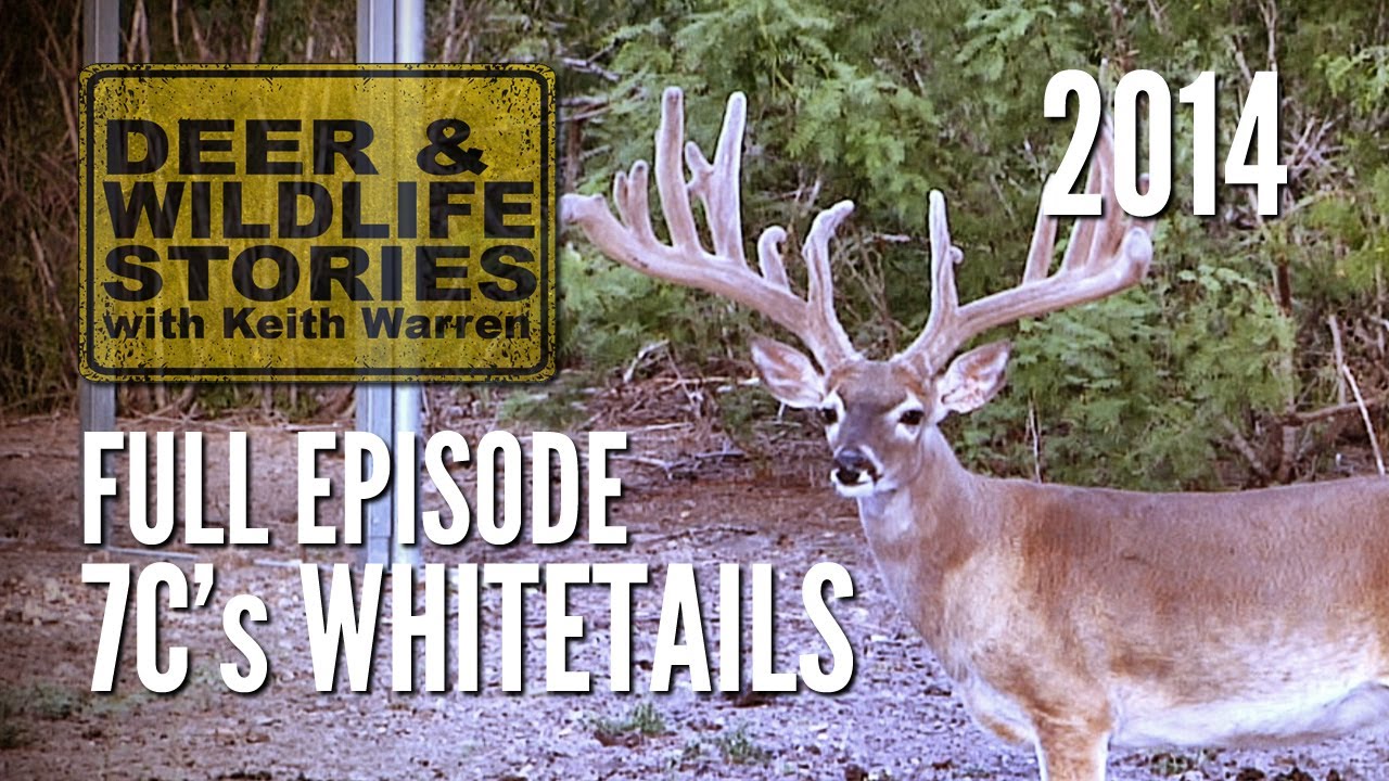 7C's Whitetails - Shiloh Sosa | Deer Farming