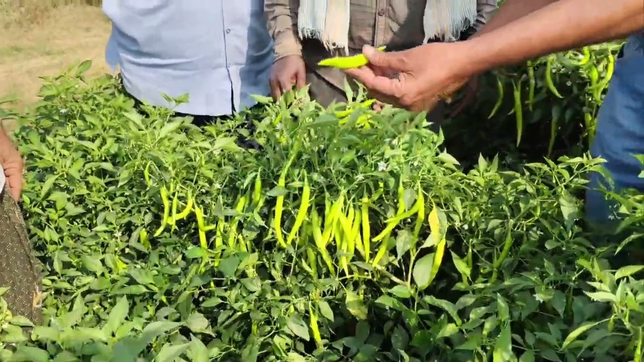 Kalash seeds వారి హైబ్రిడ్ పచ్చి మిరప రకం 🌱🌱 ksp 1628 🌱🌱 