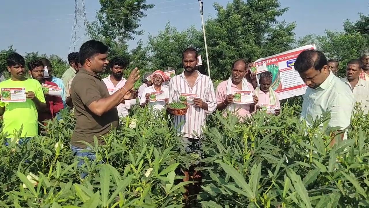 Nethra Seeds Okra 
