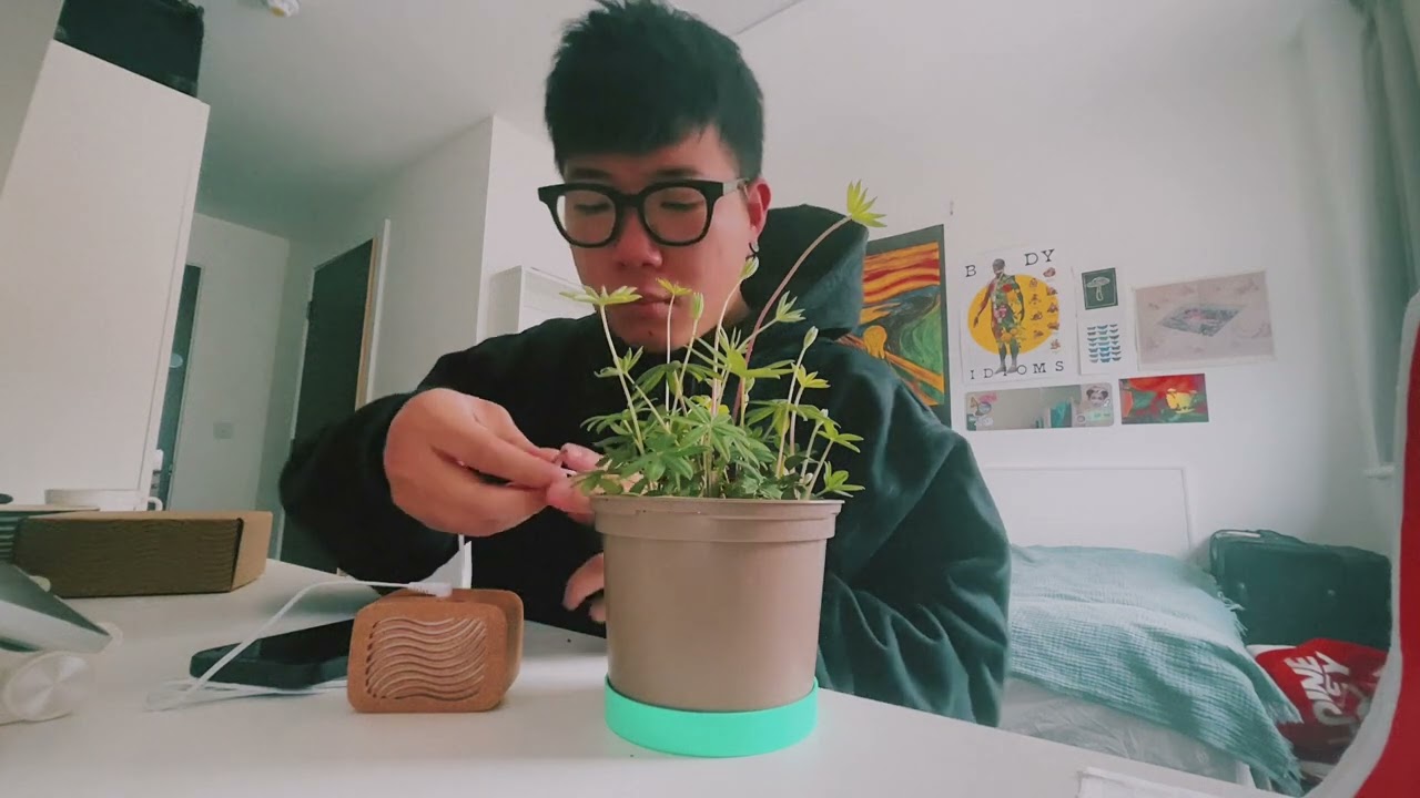 Unbox Plant Wave  - What plant sounds like?