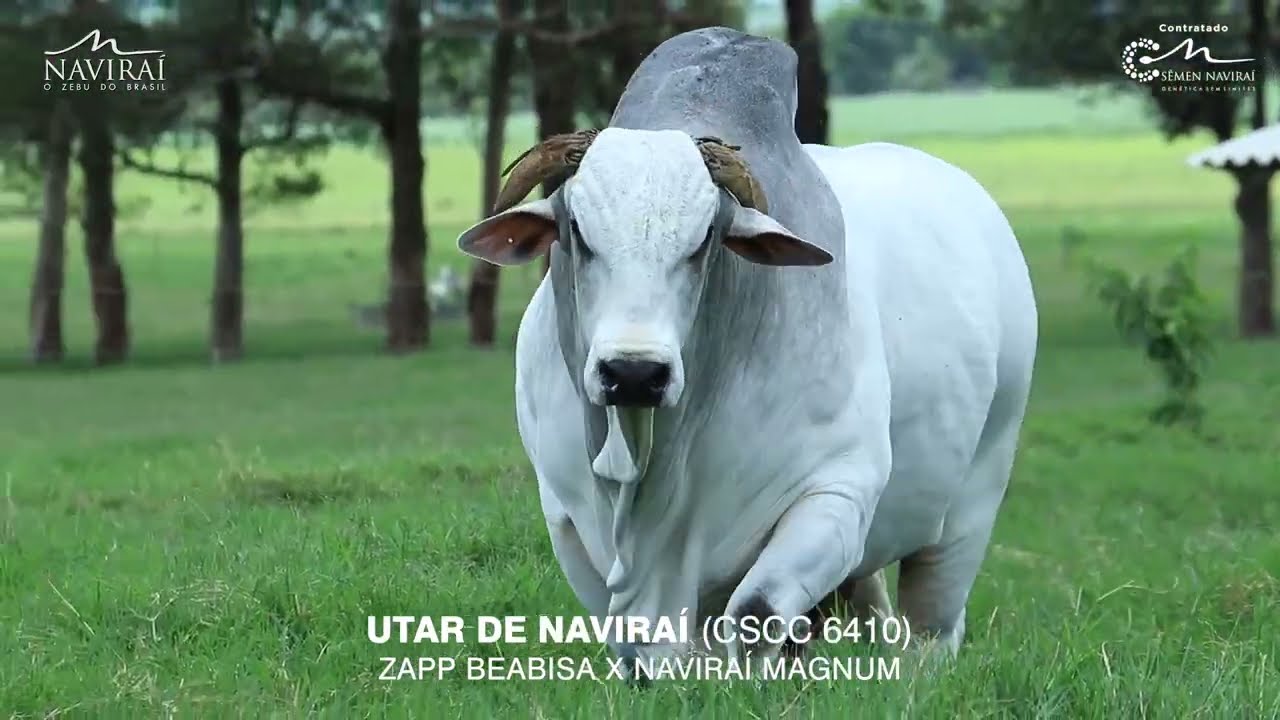 UTAR DE NAVIRAÍ