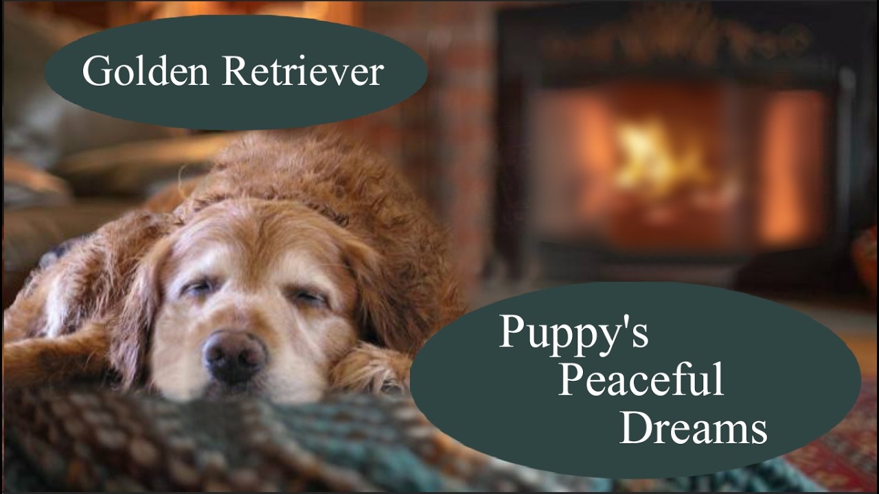 Puppy’s Peaceful Dreams at the Fireplace Ambience – Golden Retriever