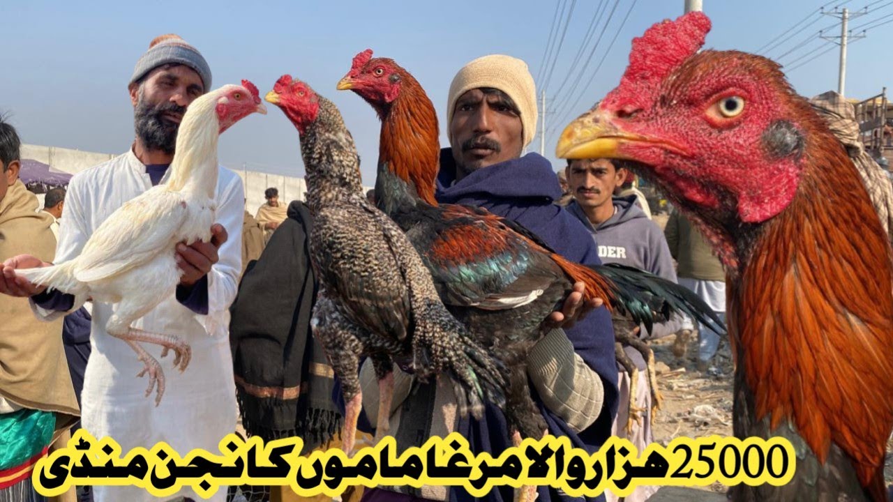 Aseel Murgh Mandi Mamo Kanjan|ASEEL MURGH MANDI|KAMLIYA ASEEL ROSTER|#aseelmandi #aseelroster #aseel