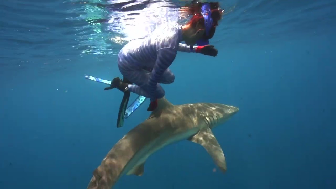 Swimming with Sharks