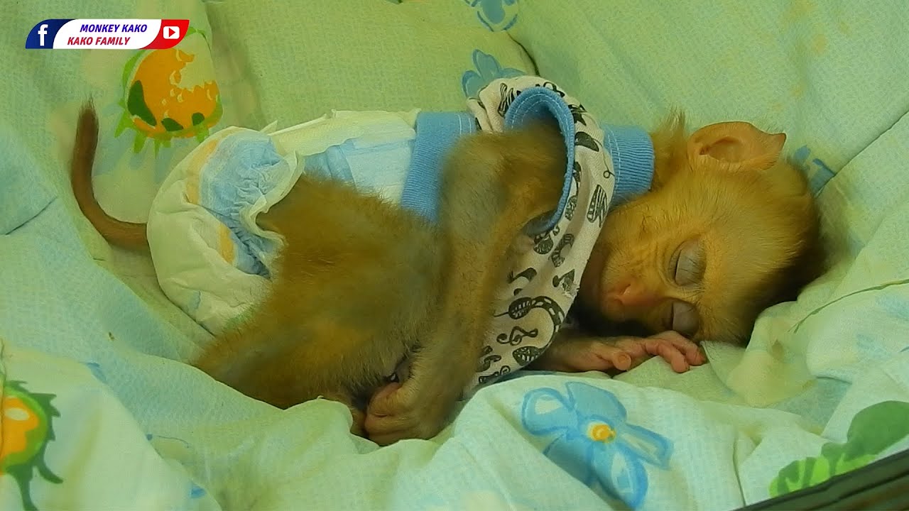 Kako Family | Cute Tiny Baby Monkey Well Sleeping On Hammock