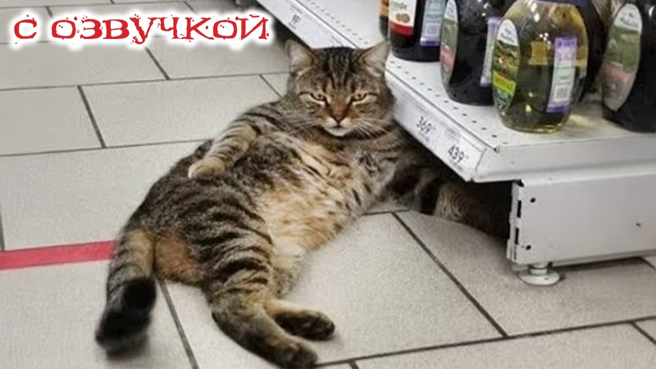 Приколы с котами! - С ОЗВУЧКОЙ! САМЫЕ СМЕШНЫЕ ЖИВОТНЫЕ! Смешные коты 2026